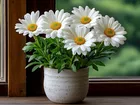Kwiaty, Białe, Doniczka, Parapet, Okno