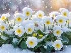 Białe, Pierwiosnki, Kwiaty, Śnieg, Grafika