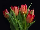 Bukiet, Czerwone, Tulipany, Czarne tło