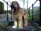 Jasny, Owczarek francuski Briard