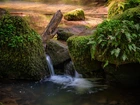 Rzeka, Omszałe, Kamienie, Rośliny, Paprocie