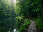 Drzewa, Rzeka, Ścieżka, Las