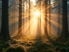 Las, Drzewa, Mgła, Przebijające światło