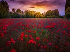 Pole, Maki, Czerwone, Łąka, Drzewa, Chmury, Zachód słońca