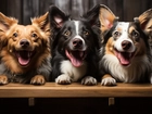 Trzy, Psy, Otwarte, Pyski, Border collie