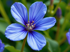 Niebieski, Pięciopłatkowy, Kwiat, Zbliżenie