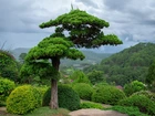 Góra, Drzewo, Cedr, Bonsai, Niebo, Chmury, Krzewy