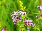 Owad, Motyl, Polowiec szachownica, Kolorowe, Kwiaty
