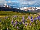 Stany Zjednoczone, Kolorado, San Juan Mountains, Mount Sneffels, Góry, Łąka, Kwiaty, Łubin, Drzewa, Zieleń, Chmury