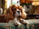 Pies, Cavalier King Charles spaniel