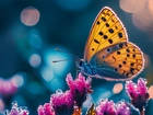 Żółty, Motyl, Różowe, Kwiaty, Krople