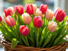 Kwiaty, Tulipany, Koszyk