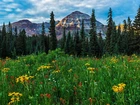 Stany Zjednoczone, Kolorado, San Juan Mountains, Hesperus Peak, Łąka, Kwiaty, Drzewa, Góry, Chmury
