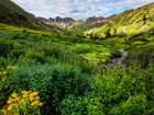 Stany Zjednoczone, Kolorado, Góry, San Juan Mountains, Łąka, Kolorowe, Kwiaty, Strumyk, Poranek