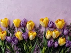 Kwiaty, Tulipany, Krokusy, Ściana, Grafika