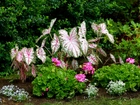 Roślina, Kaladium dwubarwne, Kwiaty, Różowe, Pelargonie, Białe, Kwiatki