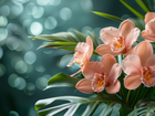 Kwiaty, Orchidea, Storczyk, Liście