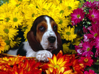 Basset Hound, kwiatki