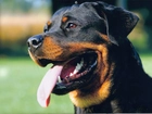 Pysk, Rottweiler