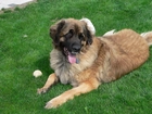 Leonberger, piłeczka