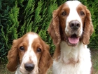 dwie, mordki, Springer spaniel walijski