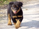 Słodki, szczeniak, Rottweiler