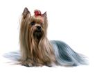 Słodki, Australian Silky Terrier, czerwona, kokardka