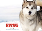 Eight Below