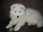 słodki, szczeniak, Samojed