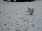 Norsk Buhund, śnieg