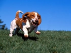 Basset Hound, nibieskie, niebo