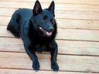 Schipperke, deski