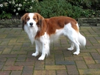 biało-rudy, Płochacz holenderski, Kooikerhondje