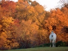 Koń, Jesień, Drzewo