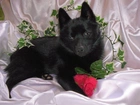 Schipperke, róża