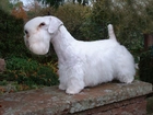 Sealyham Terrier, murek