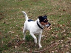 Parson Russell Terrier, kij