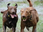 Dwa, mokre, Chesapeake Bay retrievery