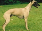 Whippet, zielona, trawa