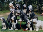 jedenaście,  Bearded collie