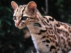 Margay