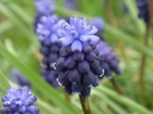 Muscari neglectum