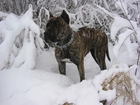 Perro de Presa Canario, Śnieg, Zima