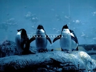 pingwin, niebo, chmury, Linux