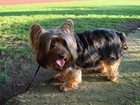 Australian Silky Terrier