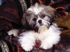 słodki, Shih Tzu