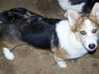 Welsh corgi pembroke