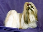 Lhasa Apso, kucyk