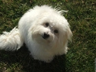 Słodki, Coton de Tulear