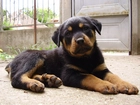 Słodki, szczeniak, Rottweiler